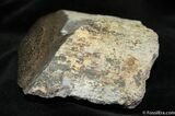 Polished Dinosaur Bone ( ounces) #894-1